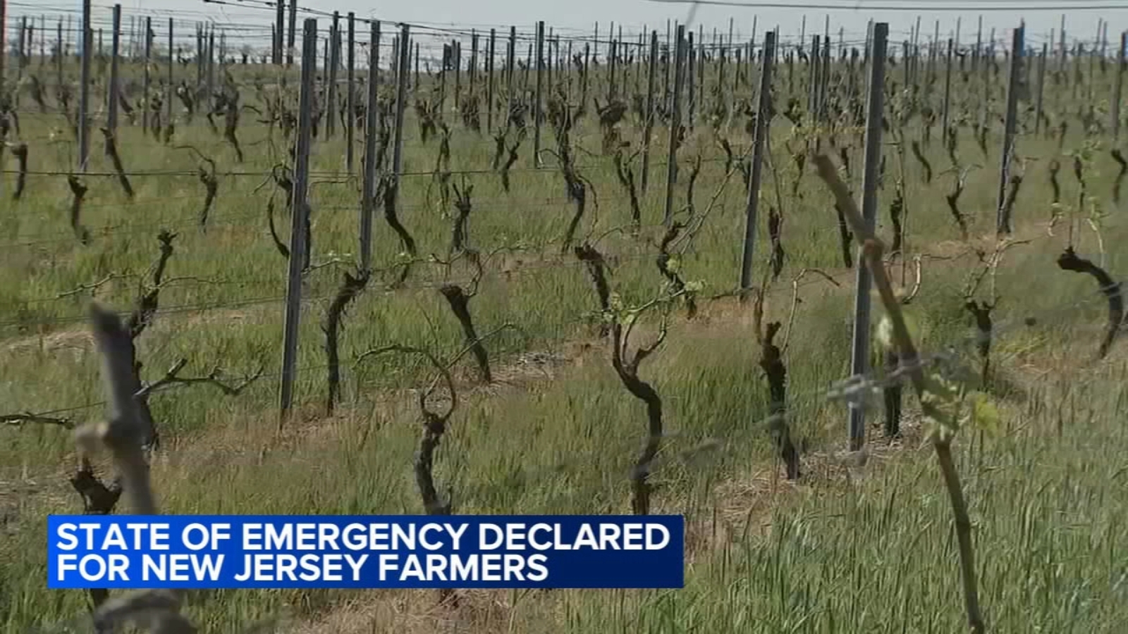State of Emergency declared for New Jersey farmers after crop damage during April cold snap