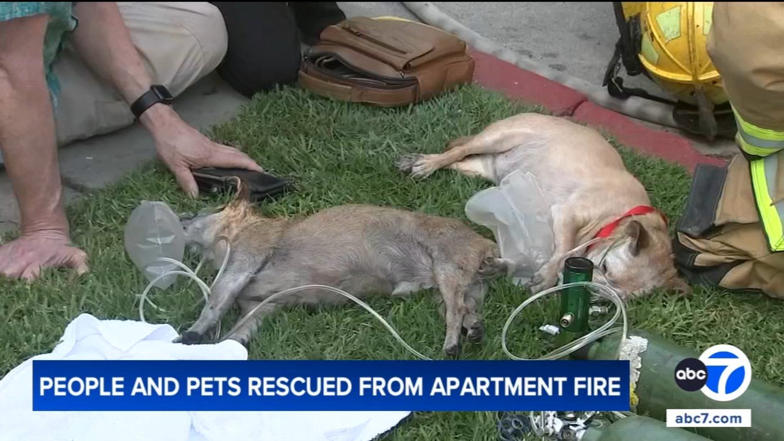 2 hospitalized, dogs rescued after Sherman Oaks apartment fire