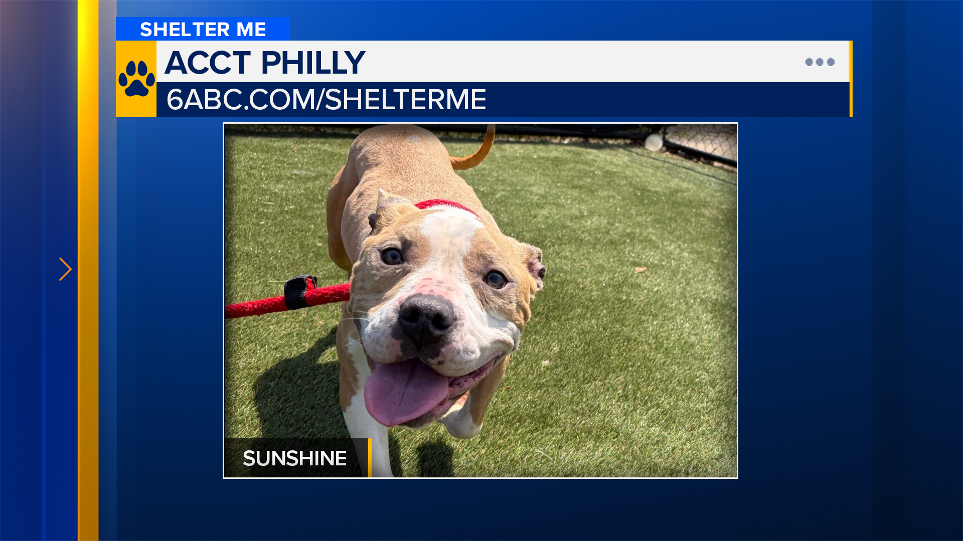 Shelter Me: Meet Sunshine from ACCT Philly!