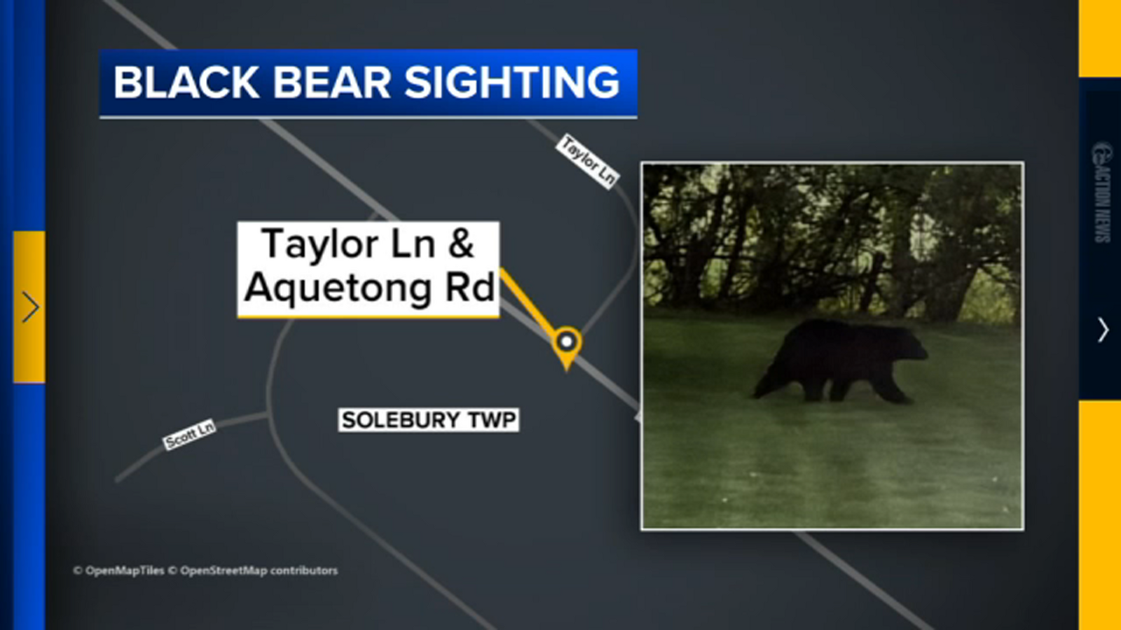 Black bear spotted in backyard in Bucks County