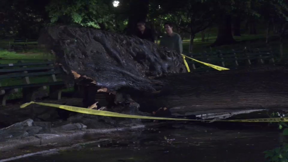 Large tree falls in Central Park during rainy weather