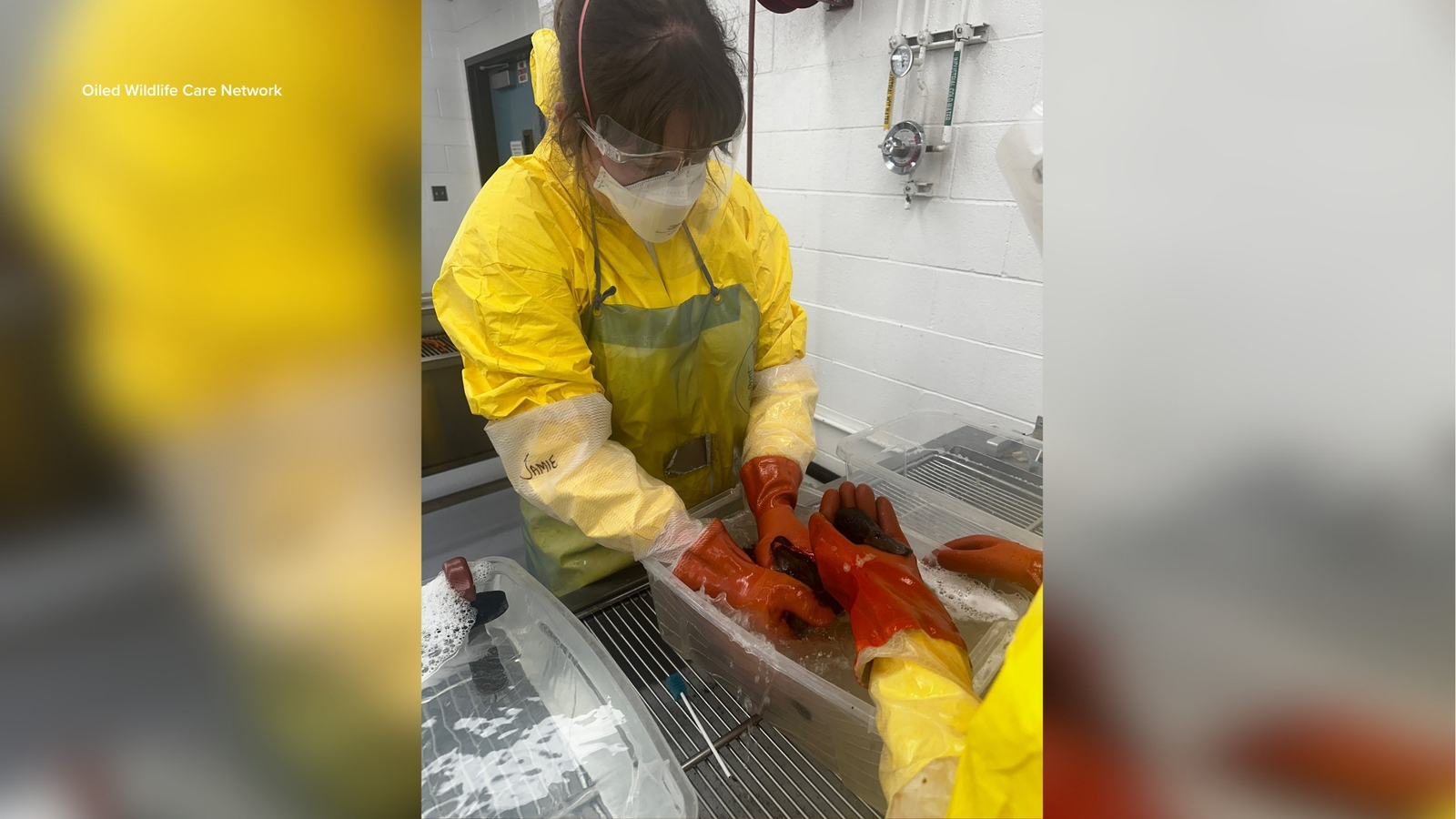 Oiled birds collected, being treated after pipeline rupture and oil spill in East Los Angeles Oiled birds collected, being treated after pipeline rupture and oil spill in East Los Angeles