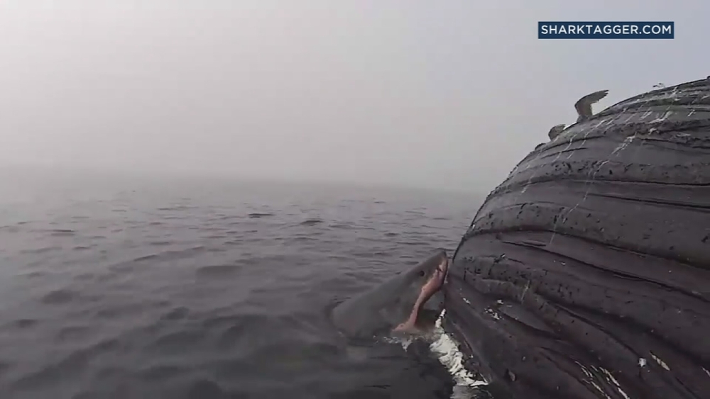 Great white shark feeds on dead whale off Dana Point
