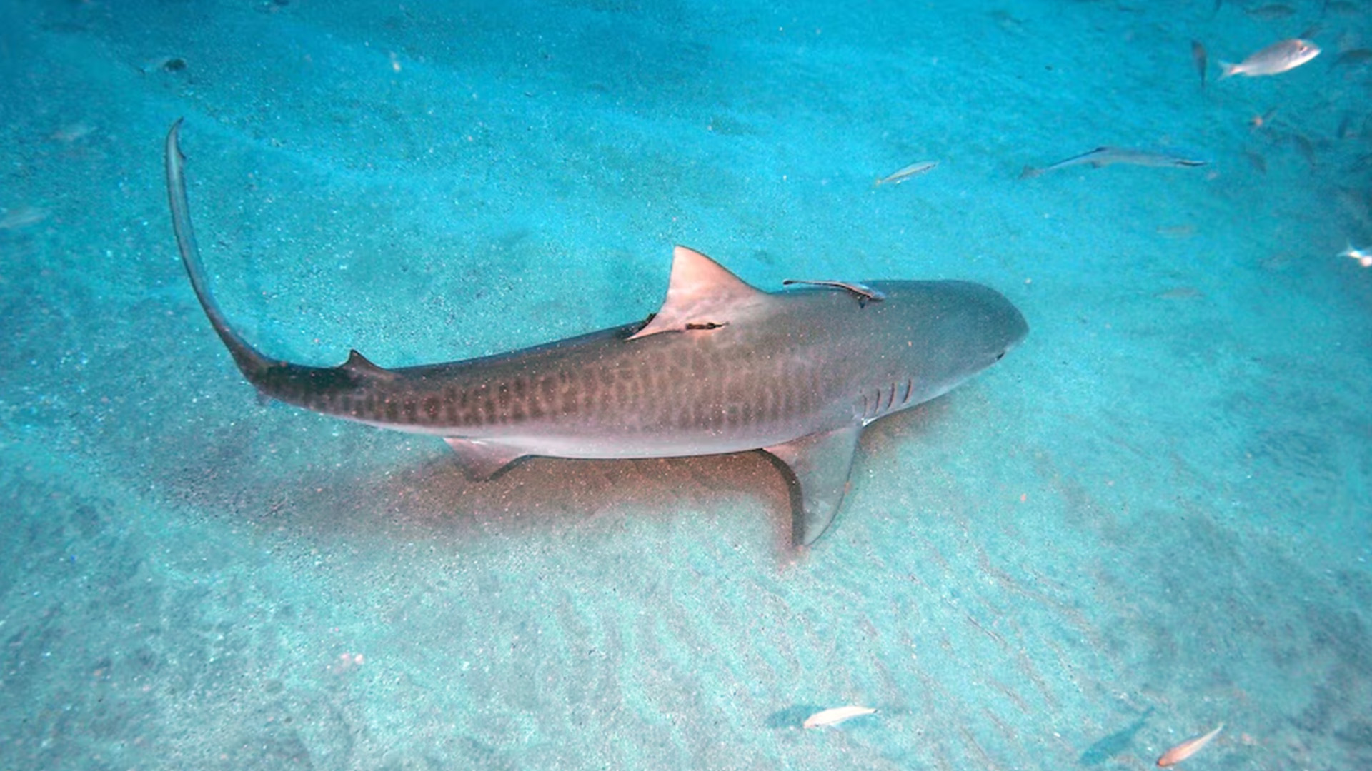 In this undated stock photo, a tiger shark is shown.