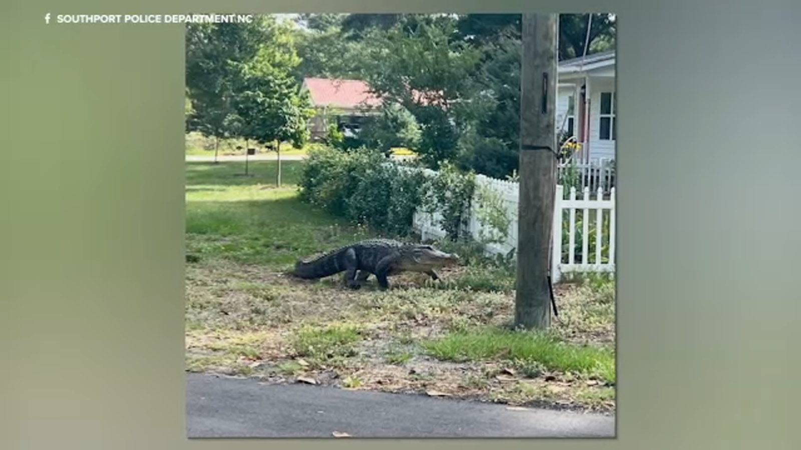 9-foot gator spotted in Brunswick County neighborhood on Memorial Day
