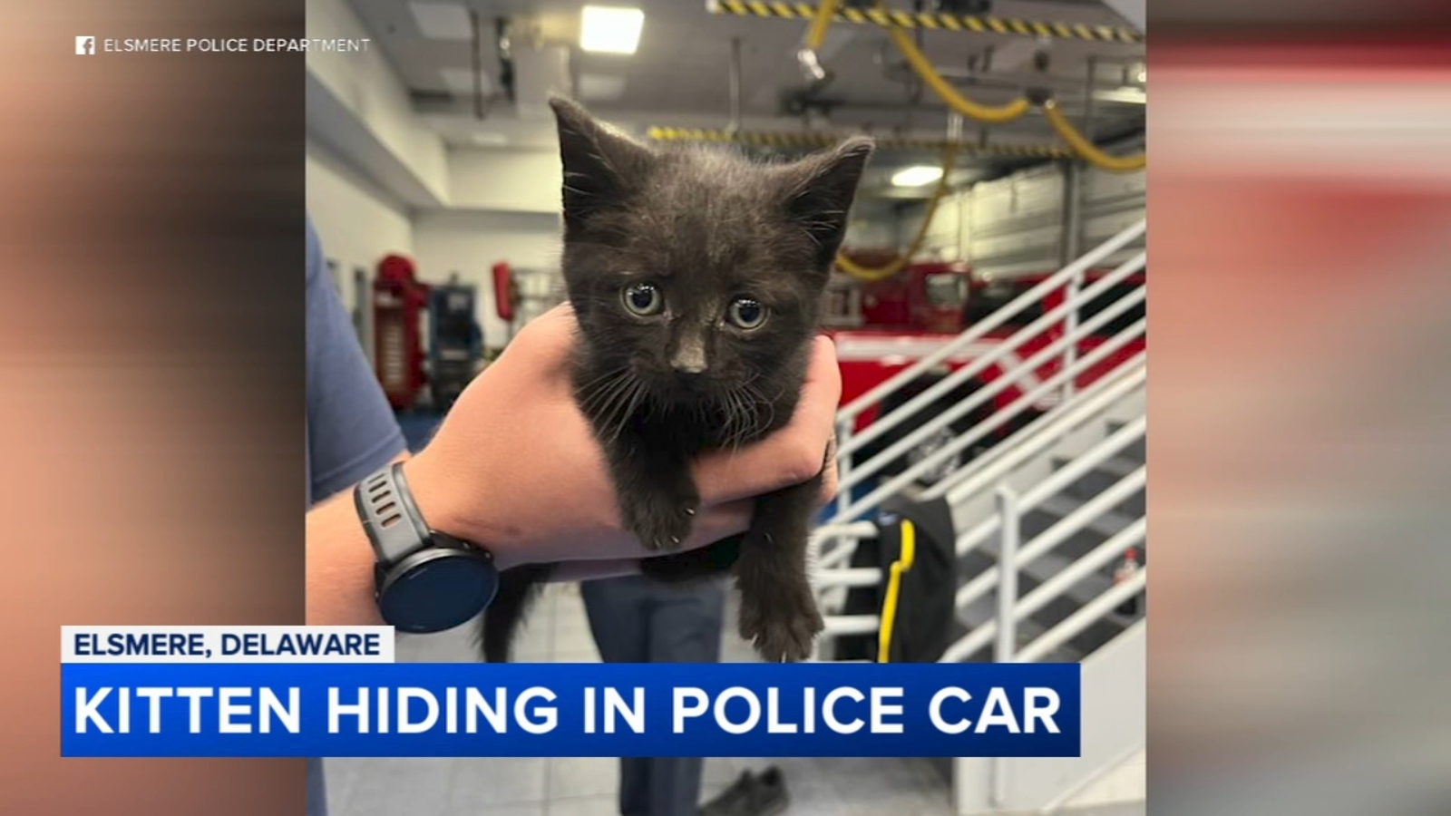 Kitten rescued after being found hiding under police car frame in ...