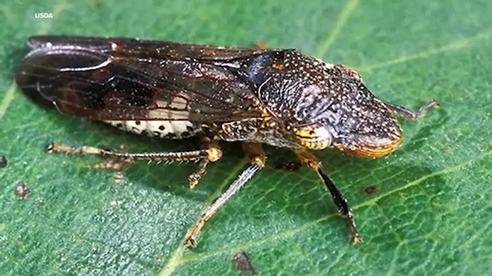 Officials act fast after invasive insect found in grapevine plants