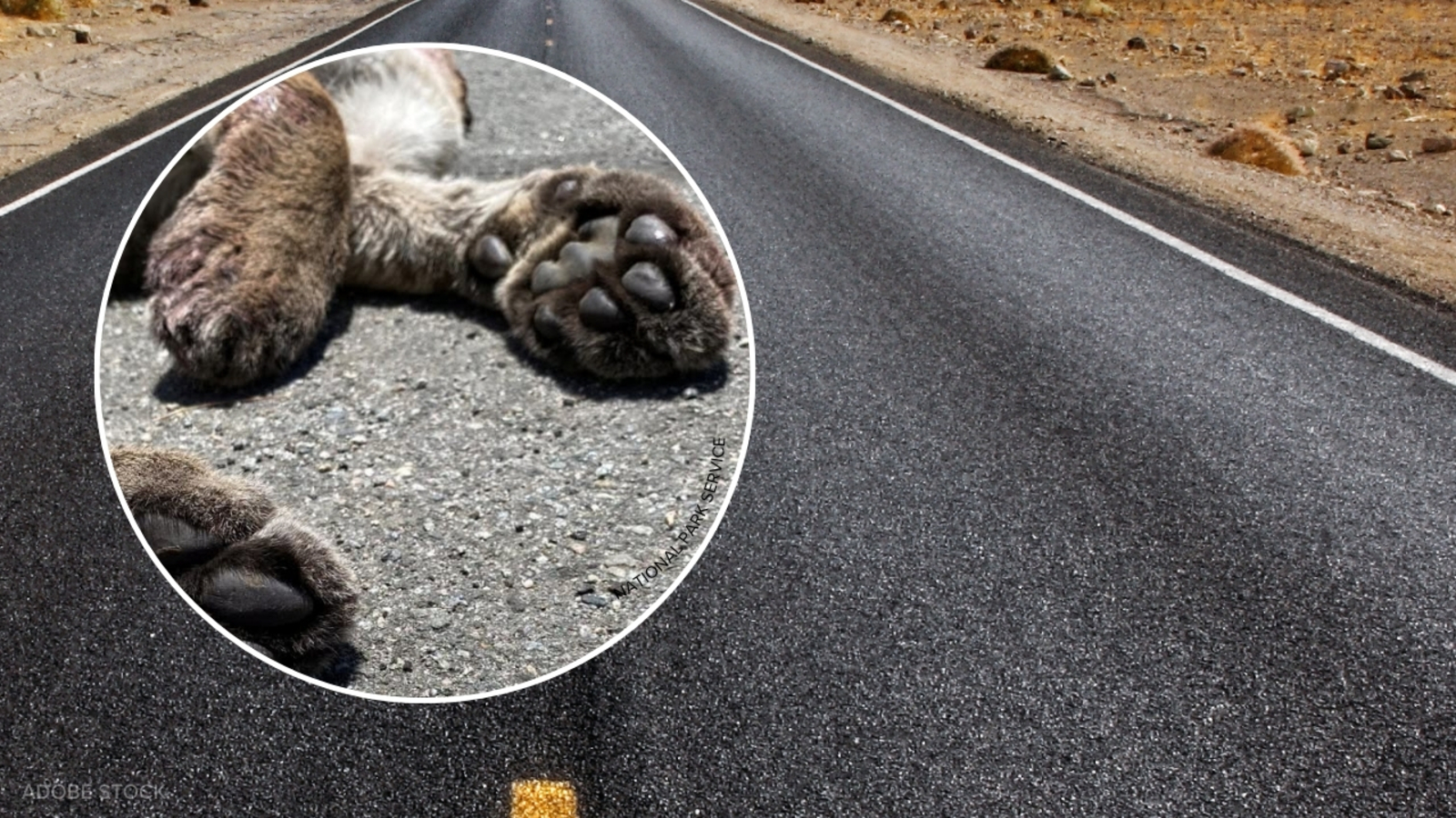 2 young mountain lions killed in 48 hours in separate vehicle crashes in Los Angeles 2 young mountain lions killed in 48 hours in separate vehicle crashes in Los Angeles