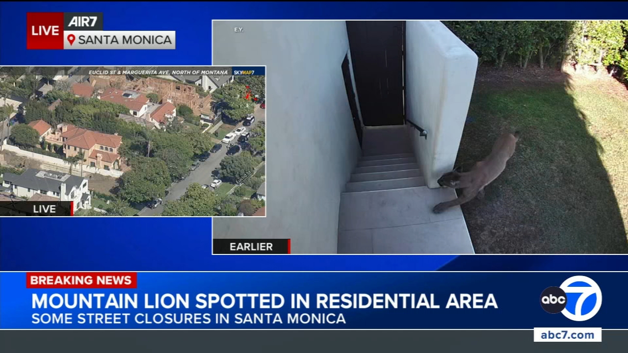 Mountain lion spotted in Santa Monica leads to street closures; residents told to remain indoors