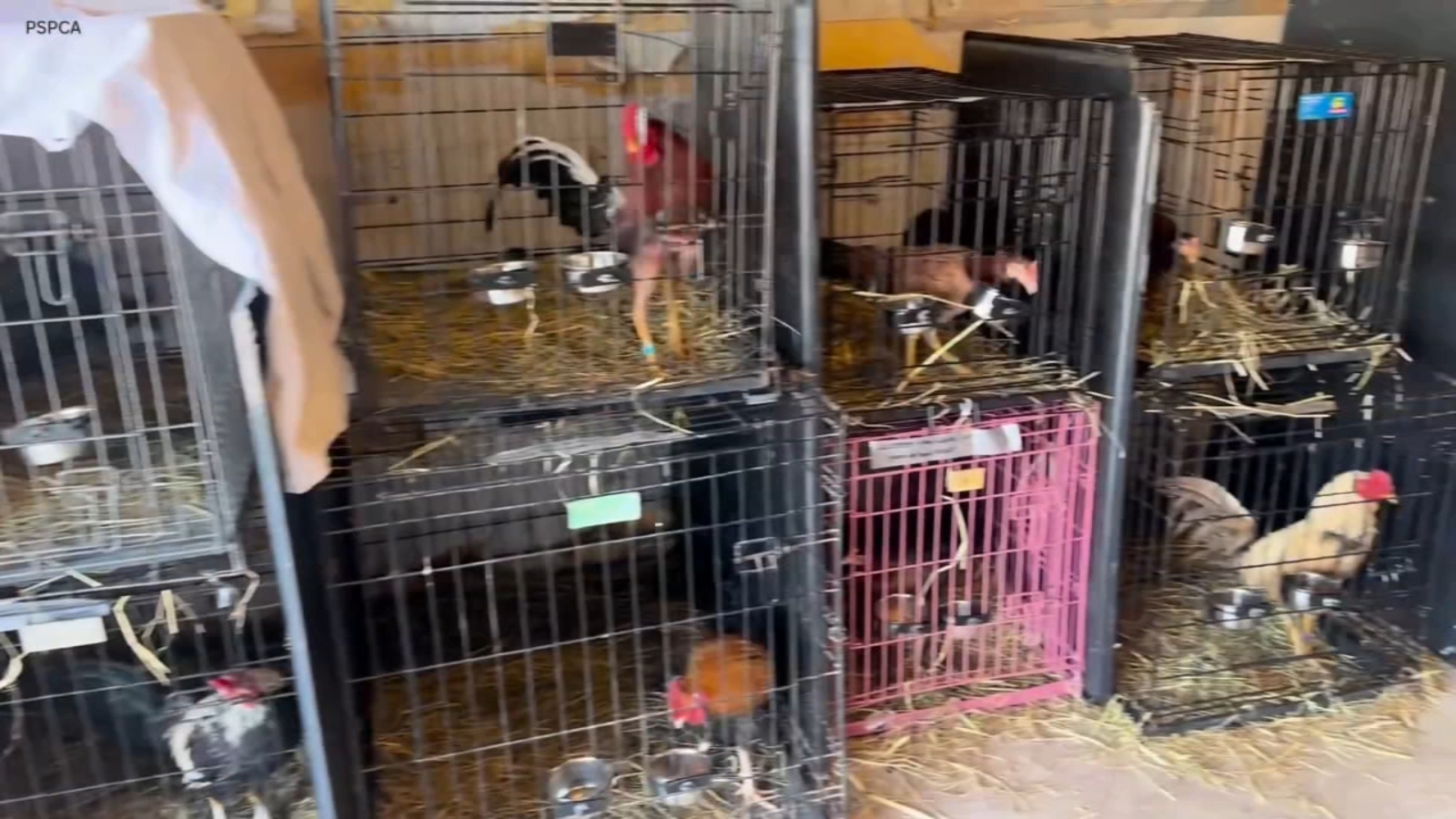 25 arrested, more than 50 birds rescued after cockfighting bust in Chester, Delaware County