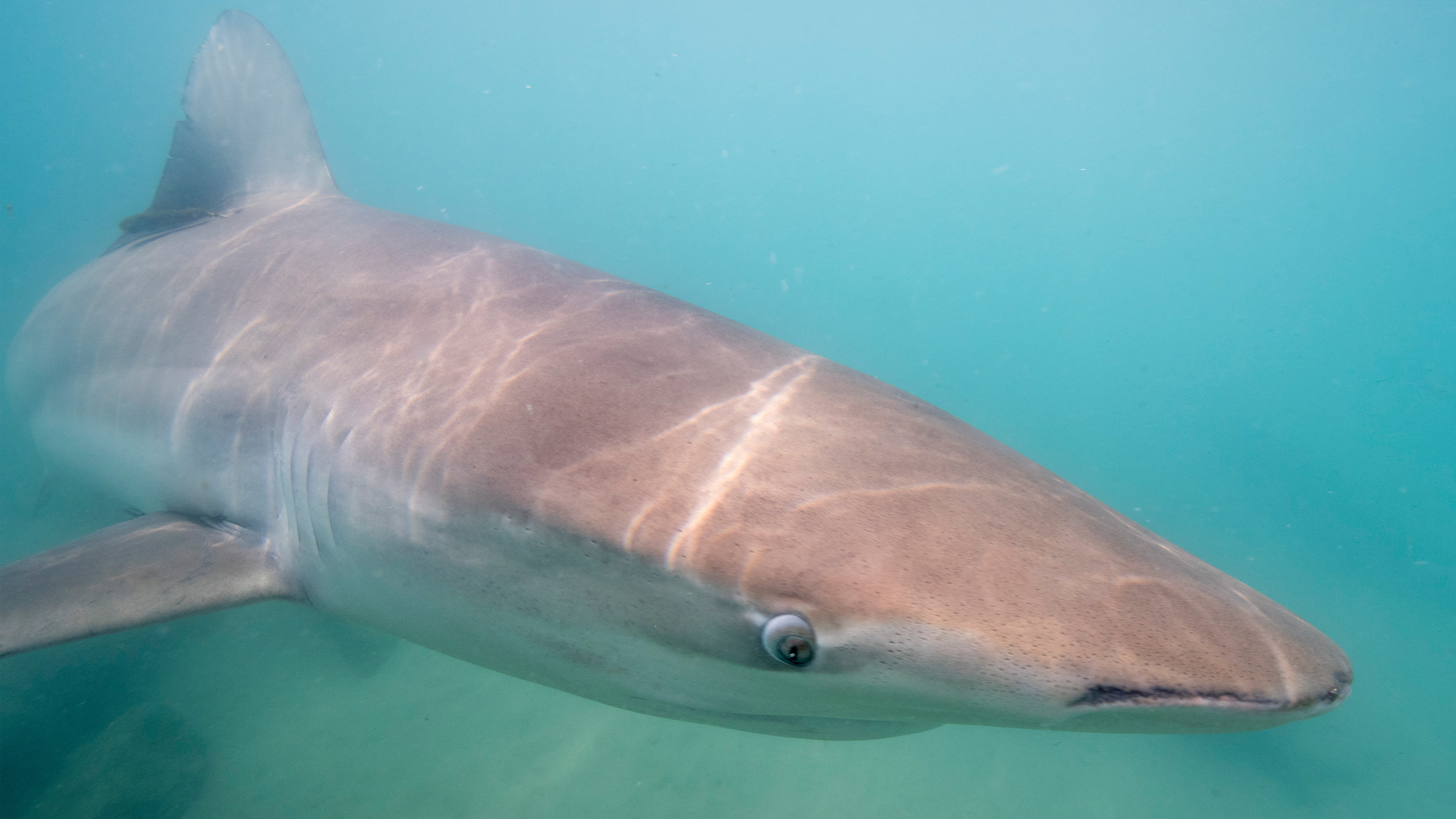 Dusky shark (Carcharhinus obscurus) a species of requiem shark, in the family Carcharhinidae, occurring in tropical and warm-temperate continental seas worldwide.