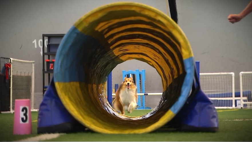 American Kennel Club is hosting a festival at the Navy Yard