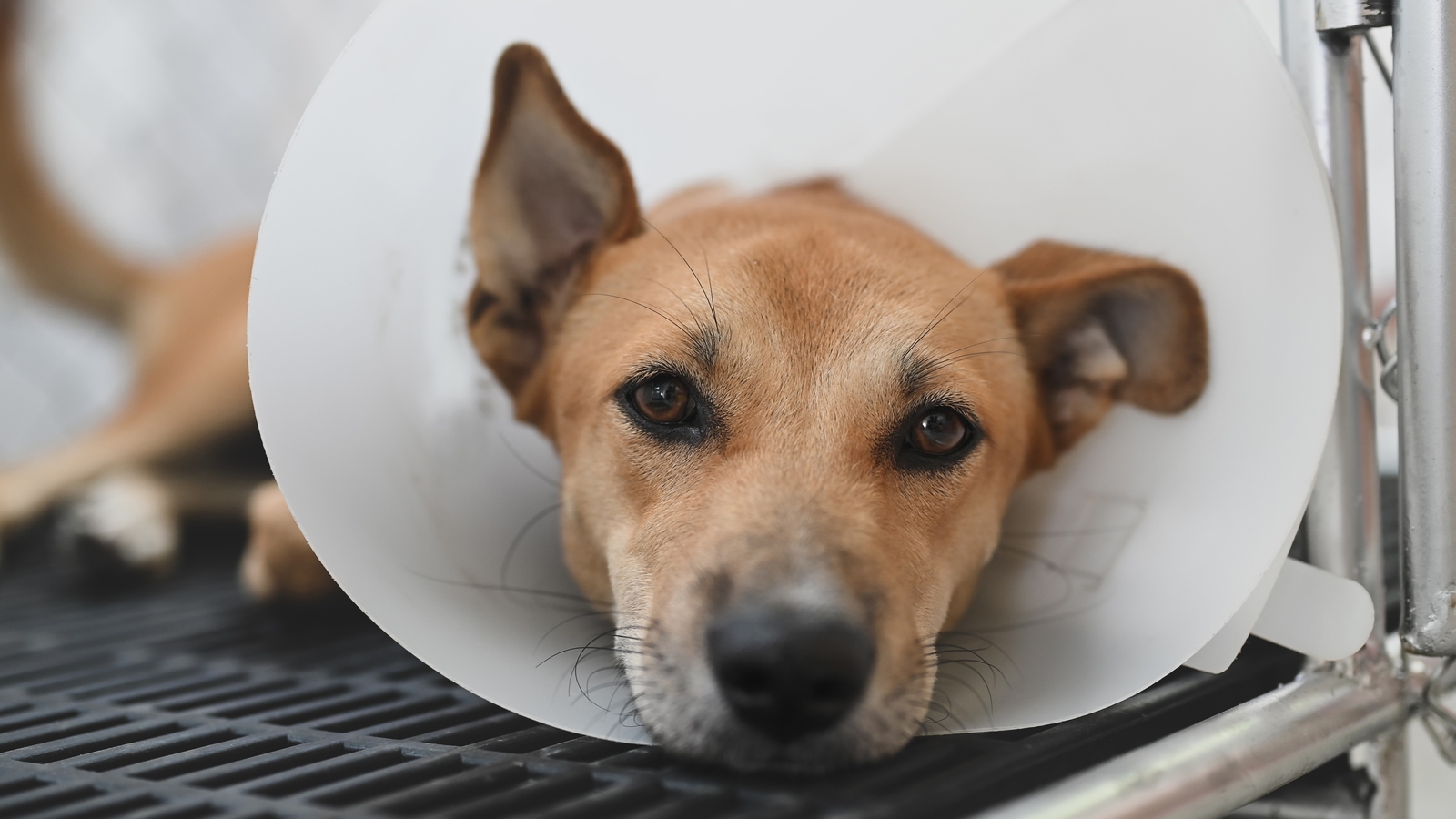 PSPCA hosting free spay, neuter event for Philadelphia pets