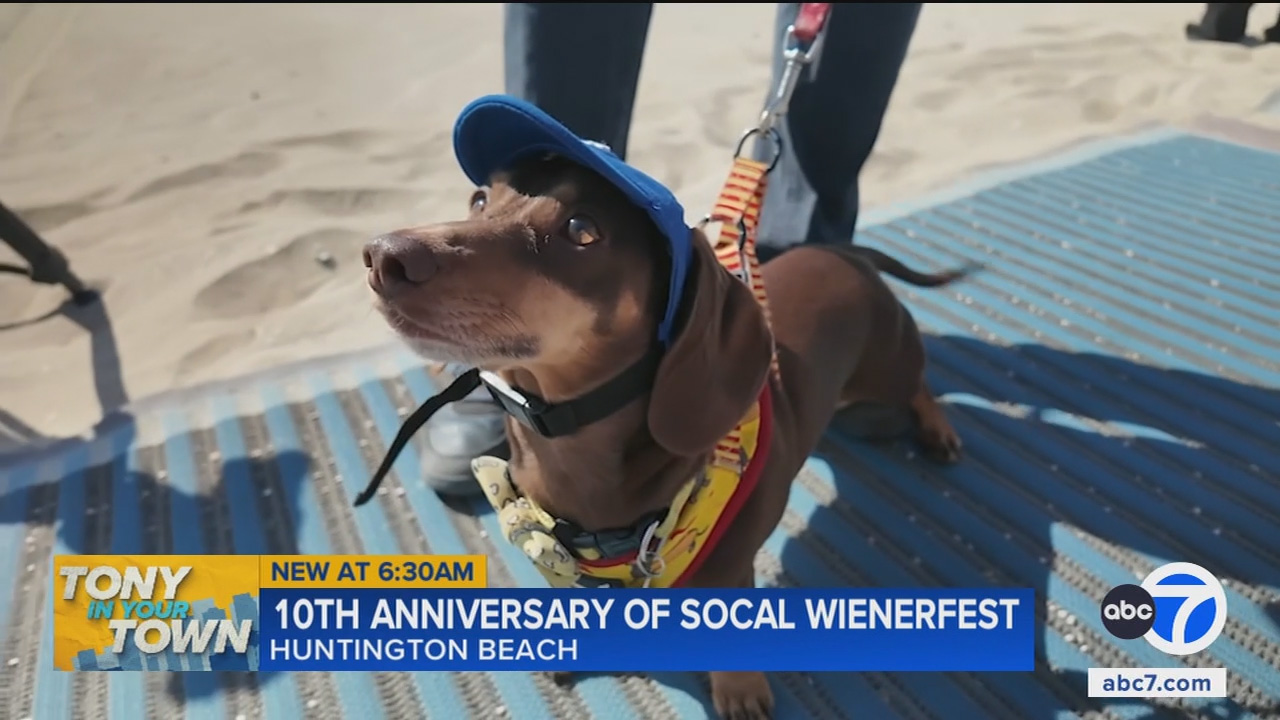 One of the largest gatherings of wiener dogs celebrates 10th anniversary