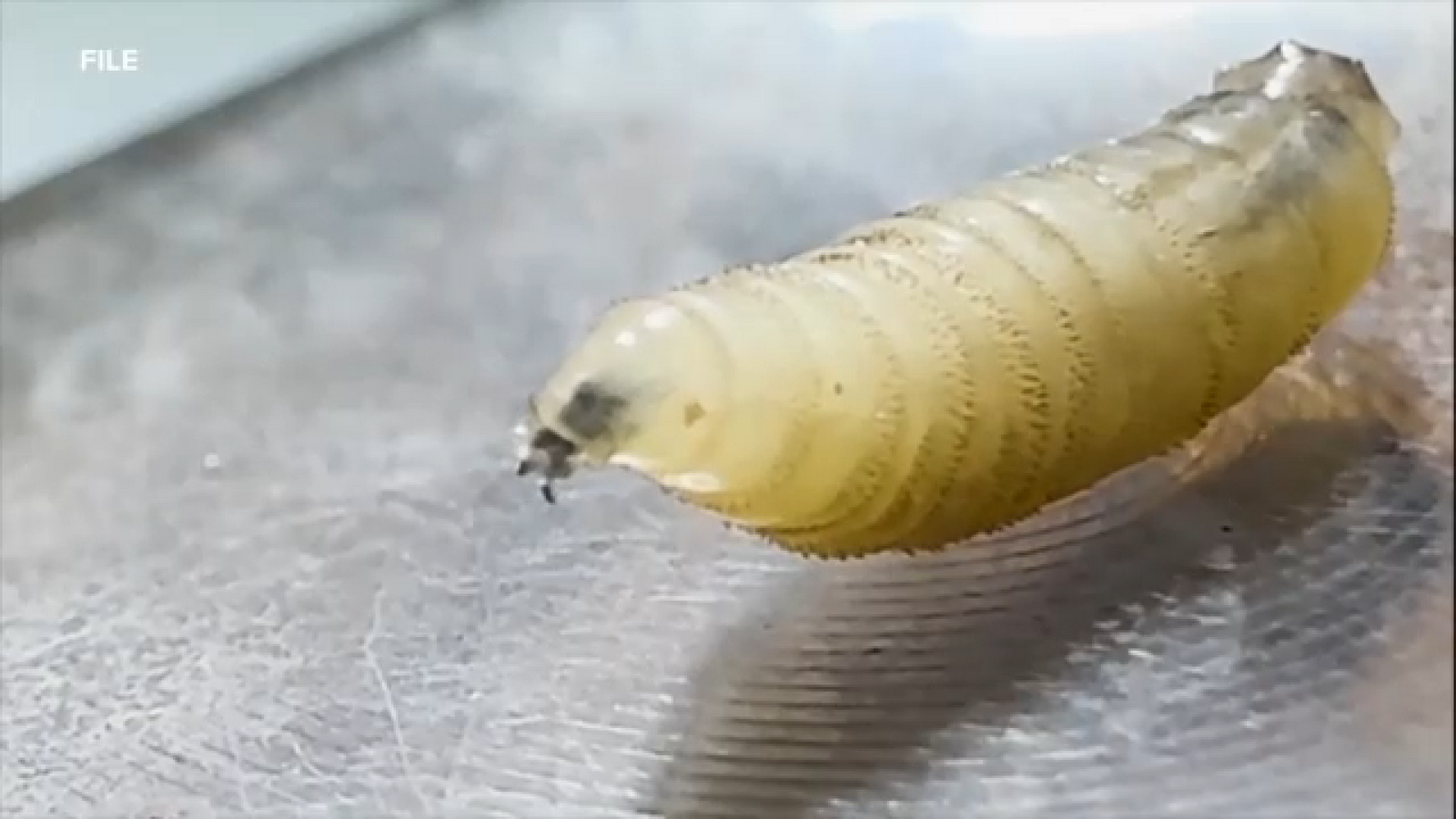 Houston-area ranchers worry about reemergence of screwworm