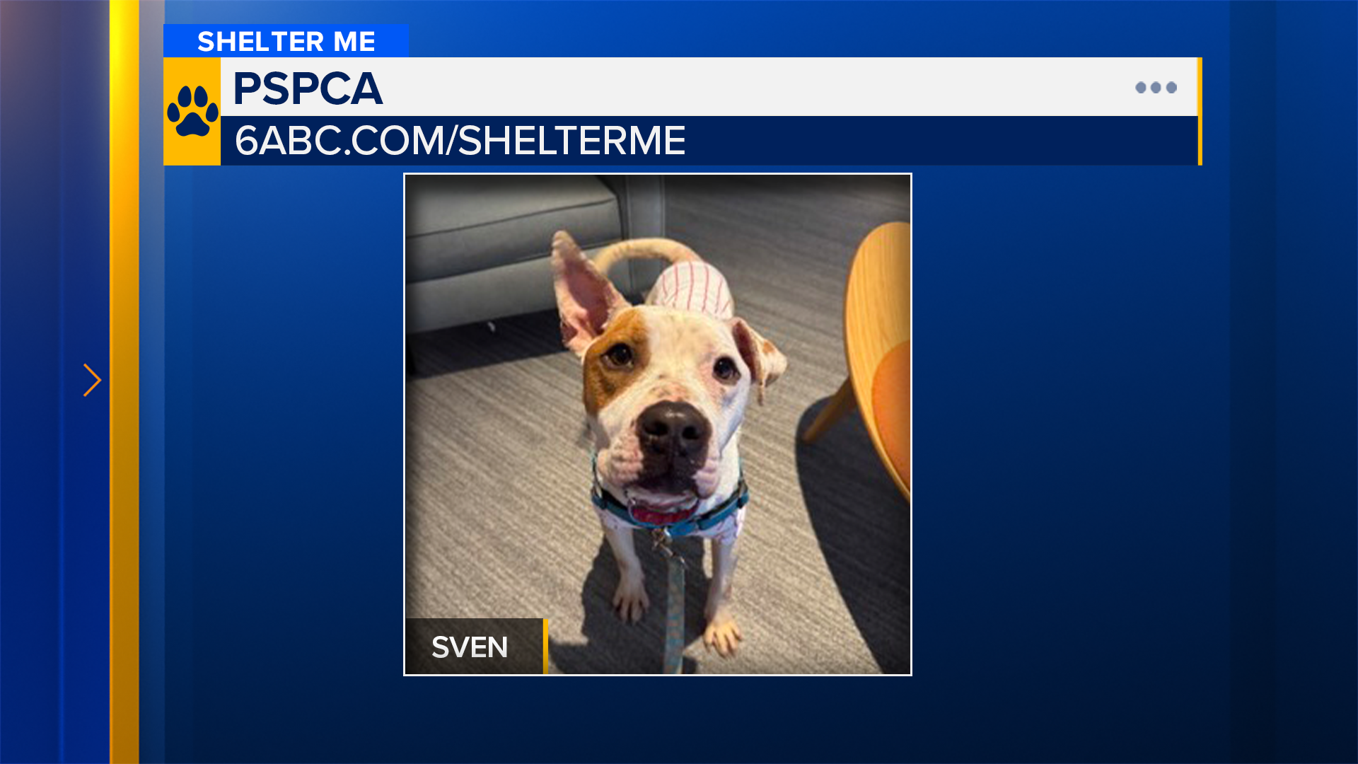 Shelter Me: Meet Sven from PSPCA!