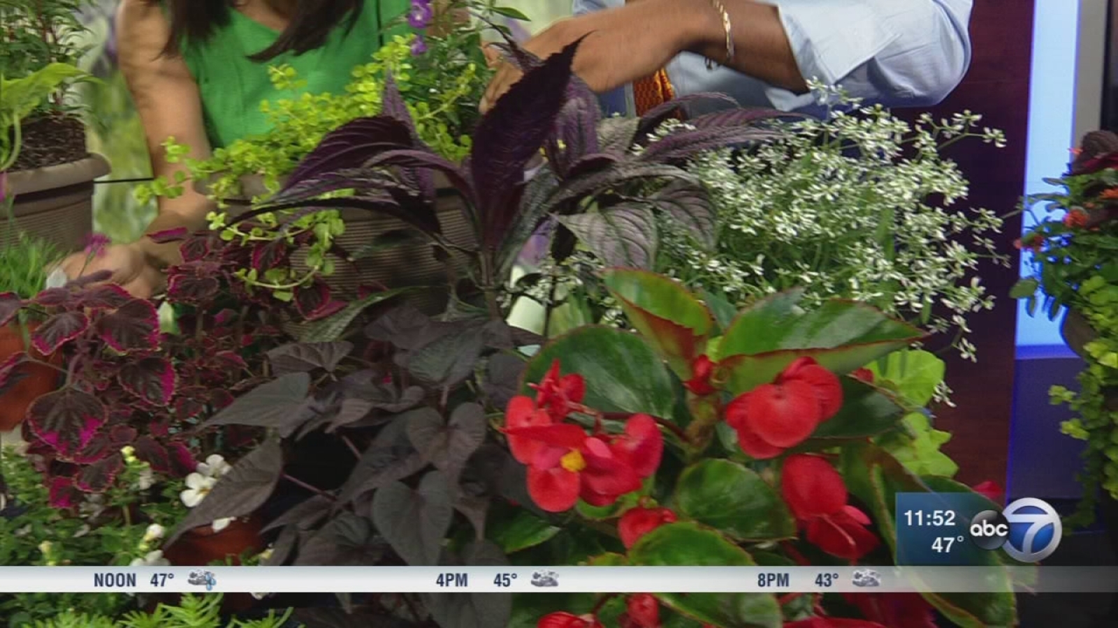 Tips for planting a spring garden ABC7 Chicago