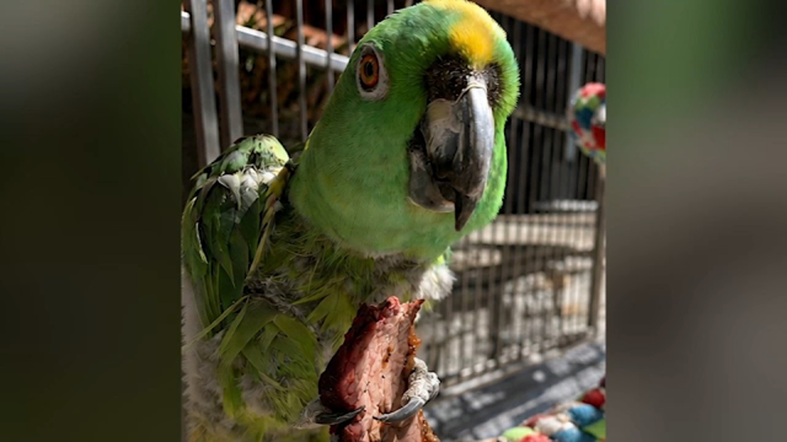 Family offers ,000 reward after thieves steal 30-year-old pet parrot from Long Beach home Family offers ,000 reward after thieves steal 30-year-old pet parrot from Long Beach home