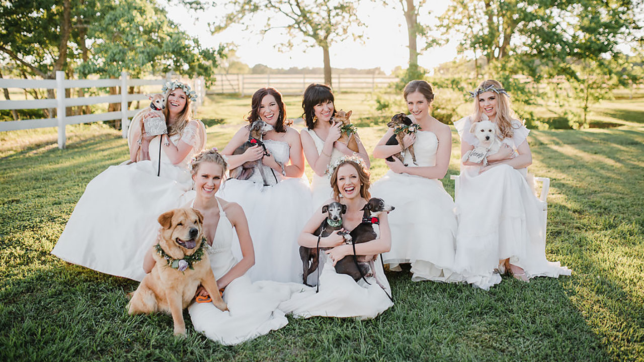 'Forever Love' photo shoot helps Houston area shelters with dog adoption