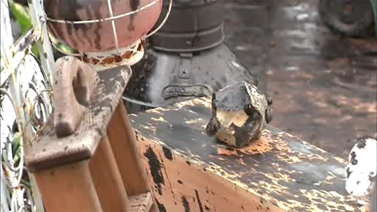 Punctured tank leaves New Jersey backyard covered in oily mess