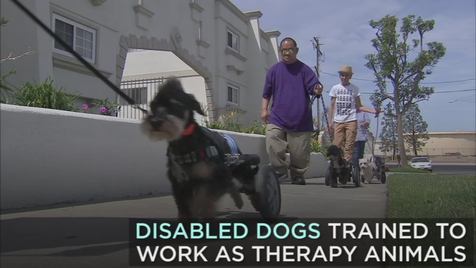 Disabled dogs trained to work as therapy animals ABC7 Los Angeles