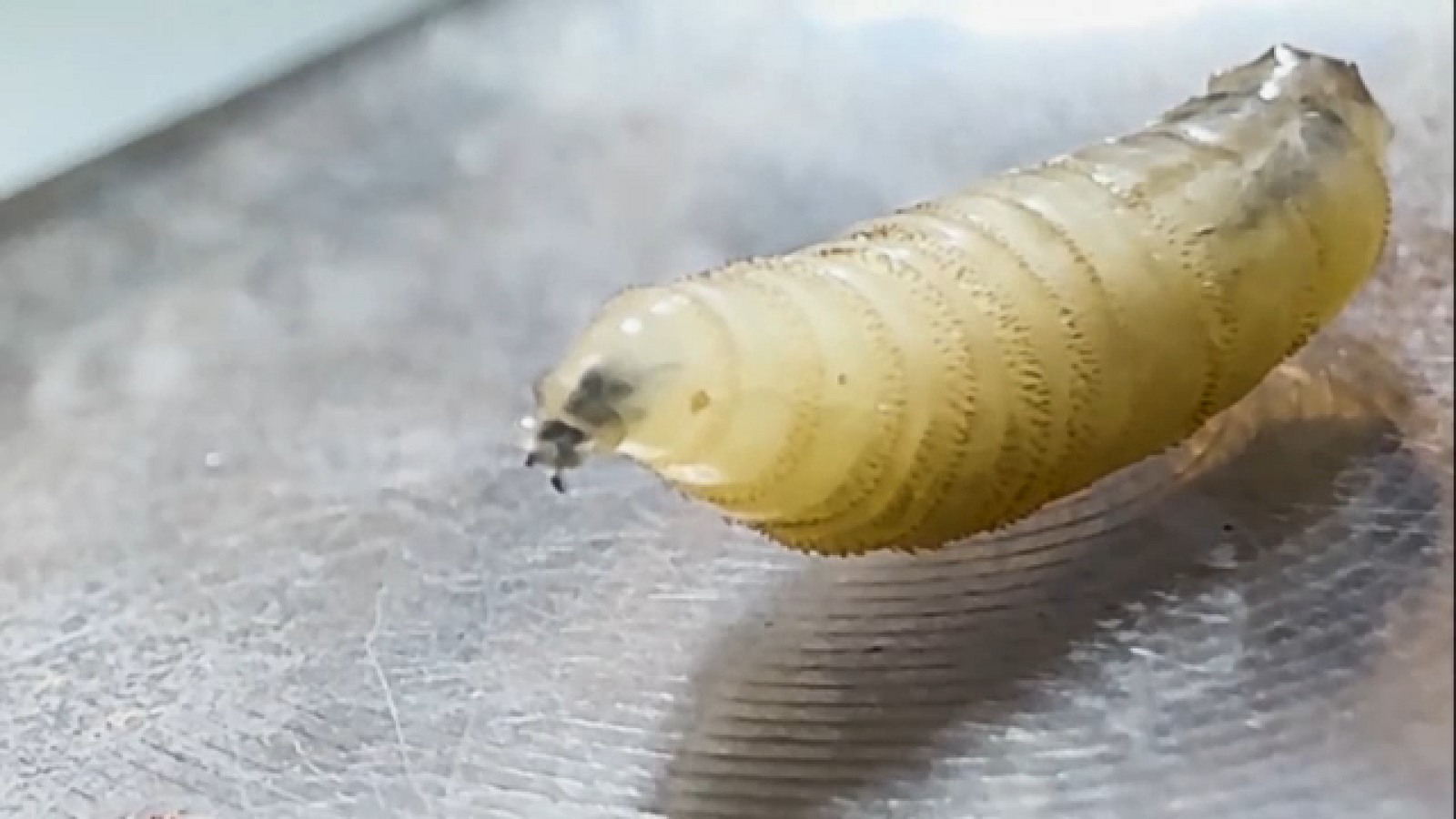 Screwworm cases climb to 4 as Gov. Abbott elevates Texas screwworm response to Level 2