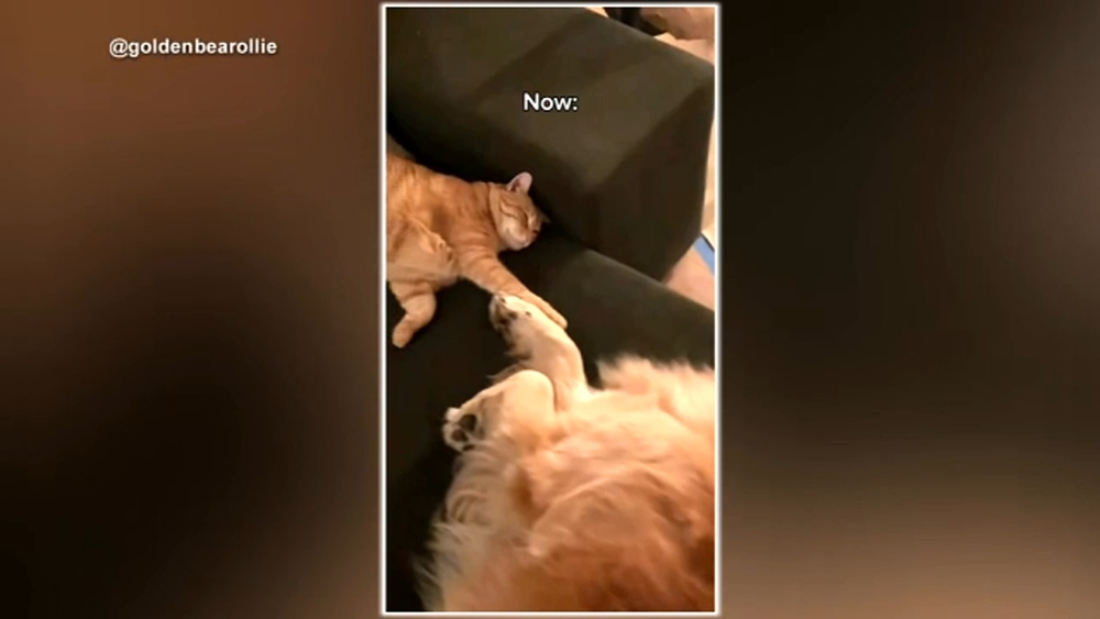 Dog and cat form unlikely friendship