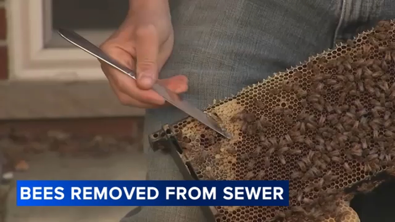 South Philadelphia neighbors sample ‘sewer honey’ after beekeeper relocates hive South Philadelphia neighbors sample ‘sewer honey’ after beekeeper relocates hive