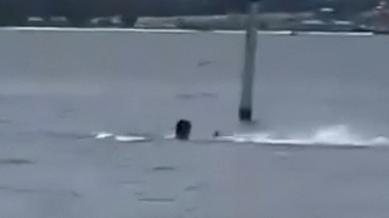 Disturbing video of shark attack in Panama City, Florida