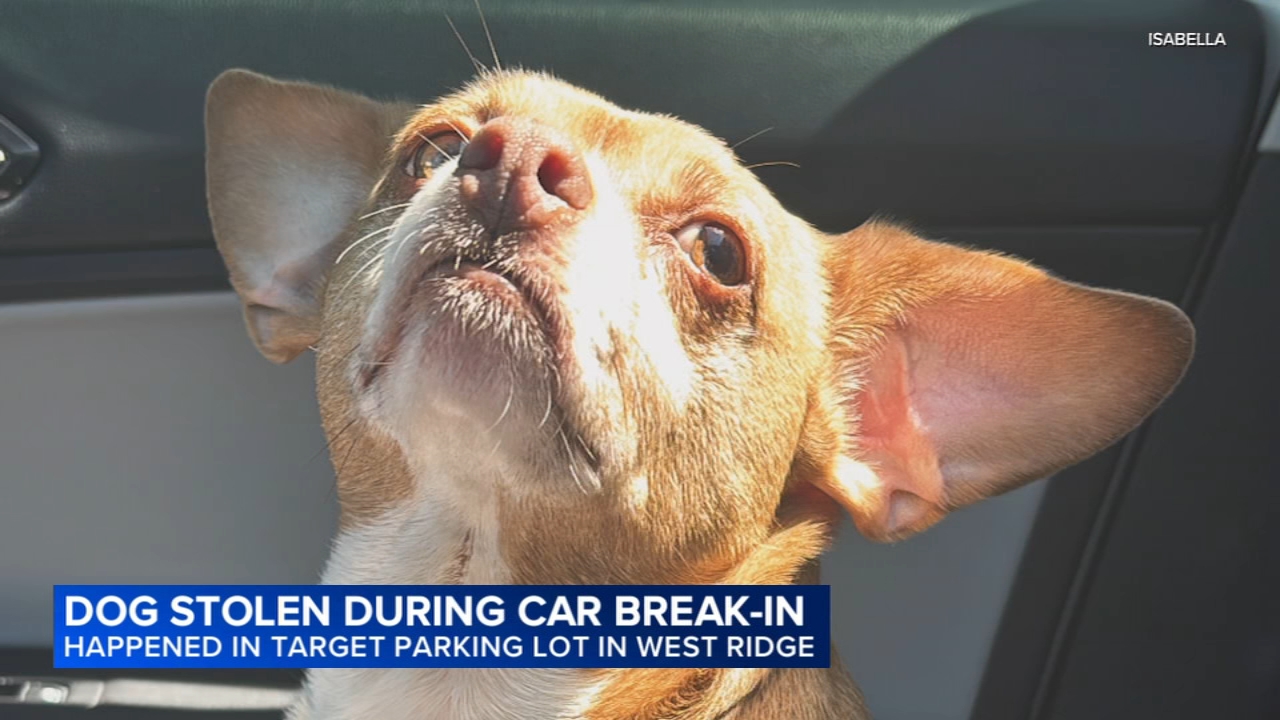 Dog stolen during vehicle burglary in West Ridge, Chicago police say