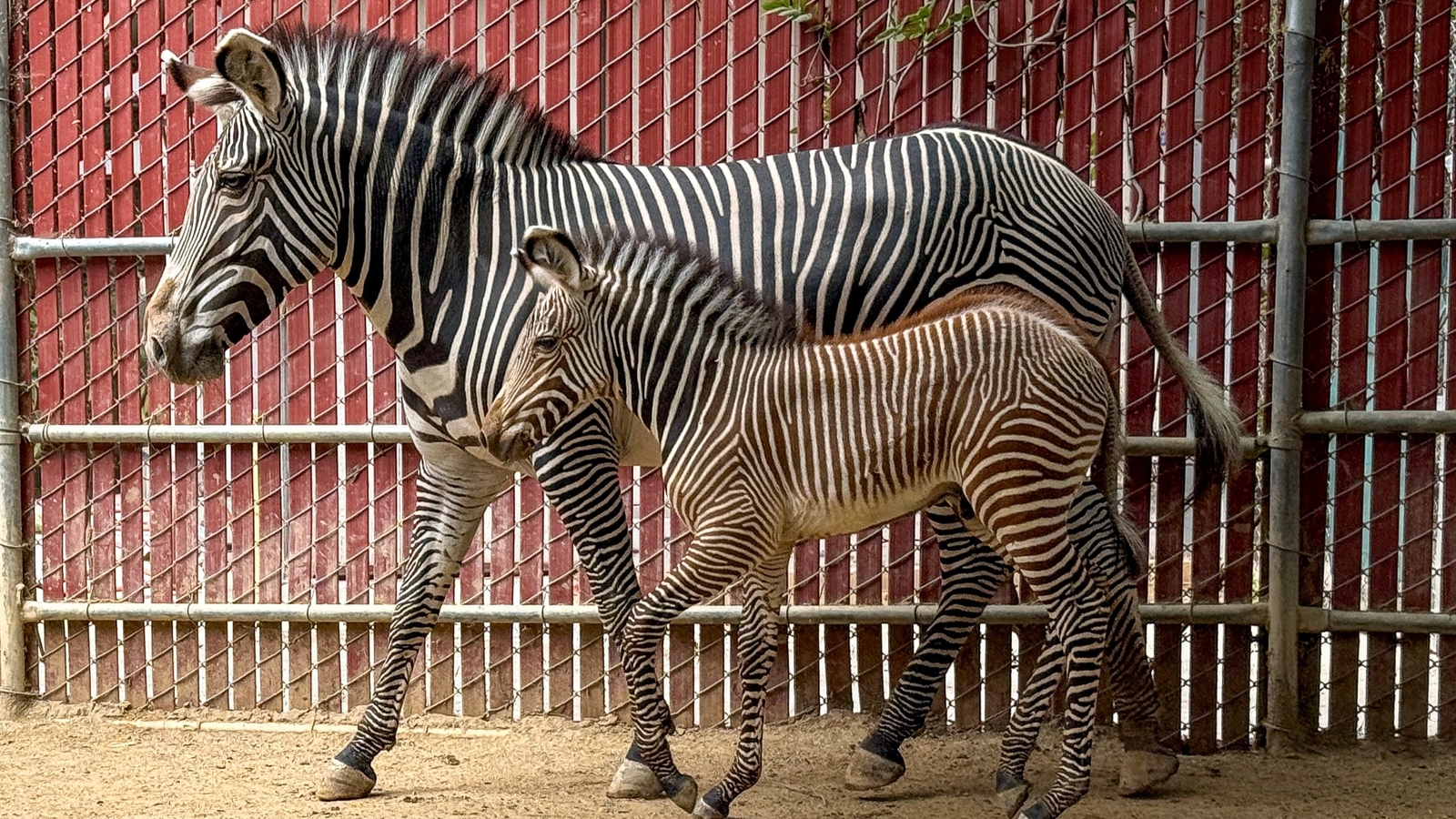 Los Angeles Zoo announces birth of new baby Grevy’s zebra Los Angeles Zoo announces birth of new baby Grevy’s zebra