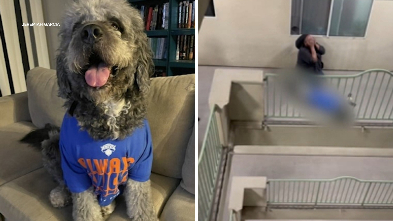 Family dog shot and killed by LAPD during Knicks celebration at condo in Canoga Park