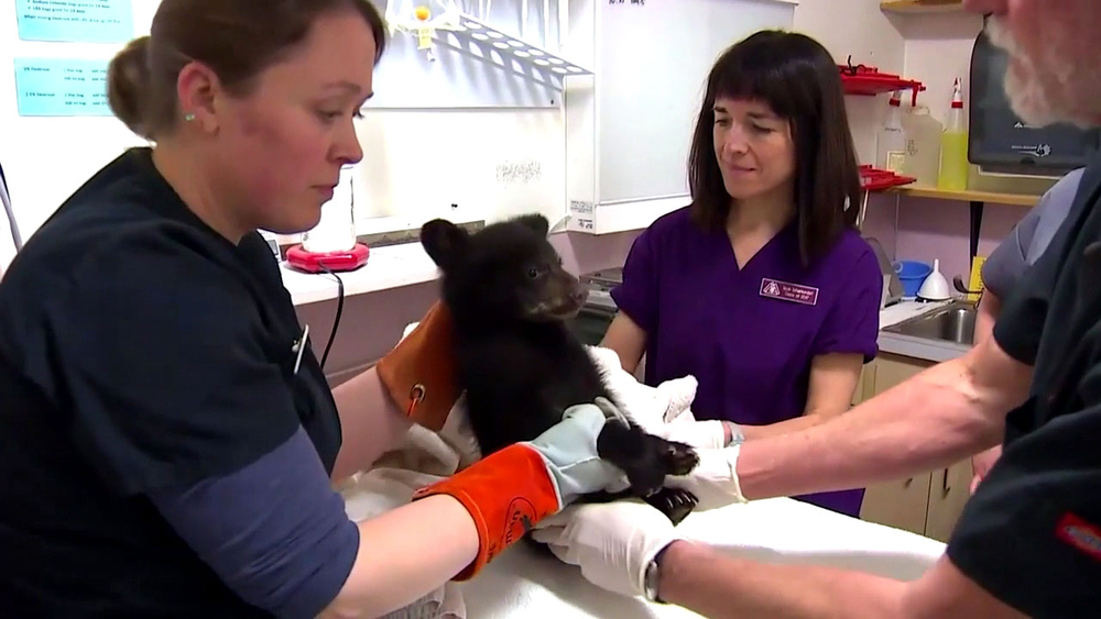 Oregon hunters under investigation after taking in wild bear cubs