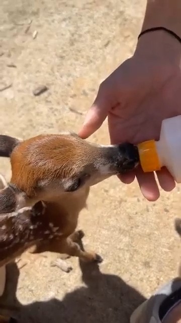 Baby deer find safe harbor on NC family's fishing trip