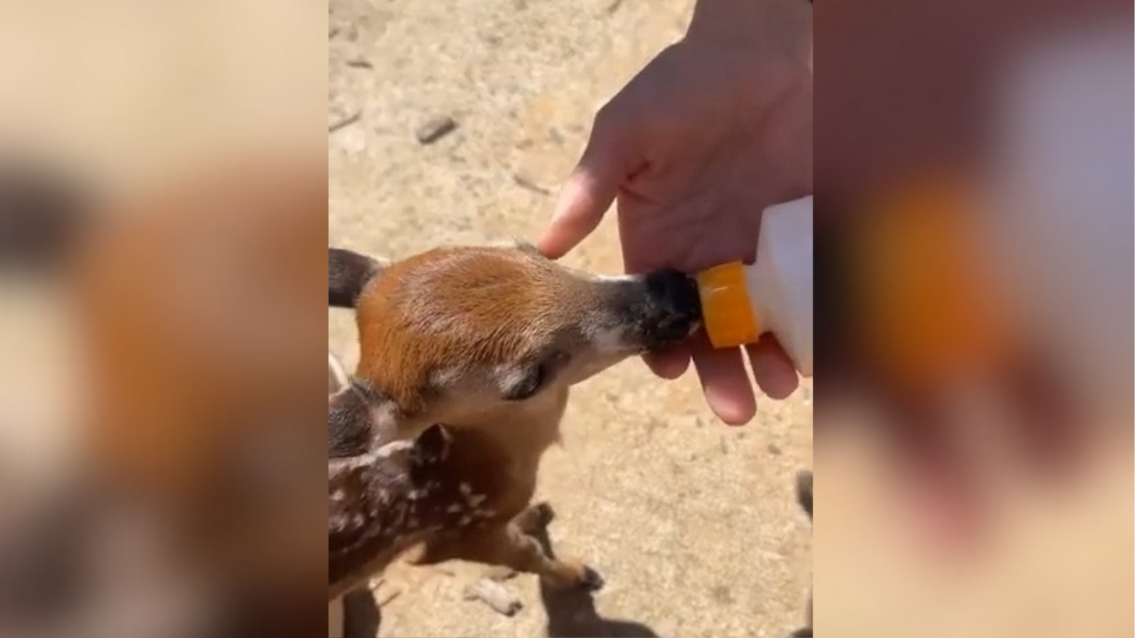 Baby deer find safe harbor on North Carolina family's fishing trip