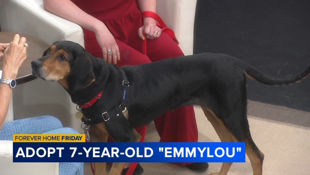 Forever Home: Adopt 'Emmy Lou'