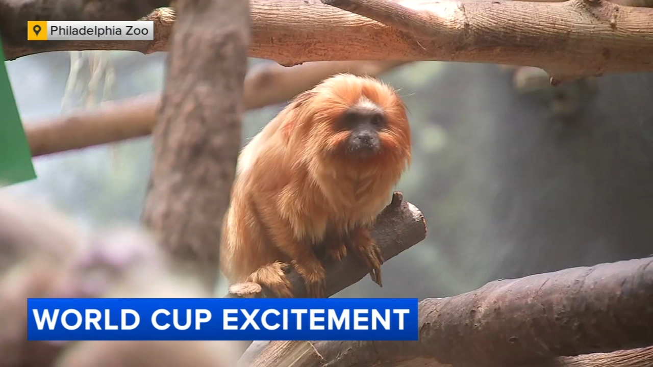 World Cup Spirit at The Philadelphia Zoo