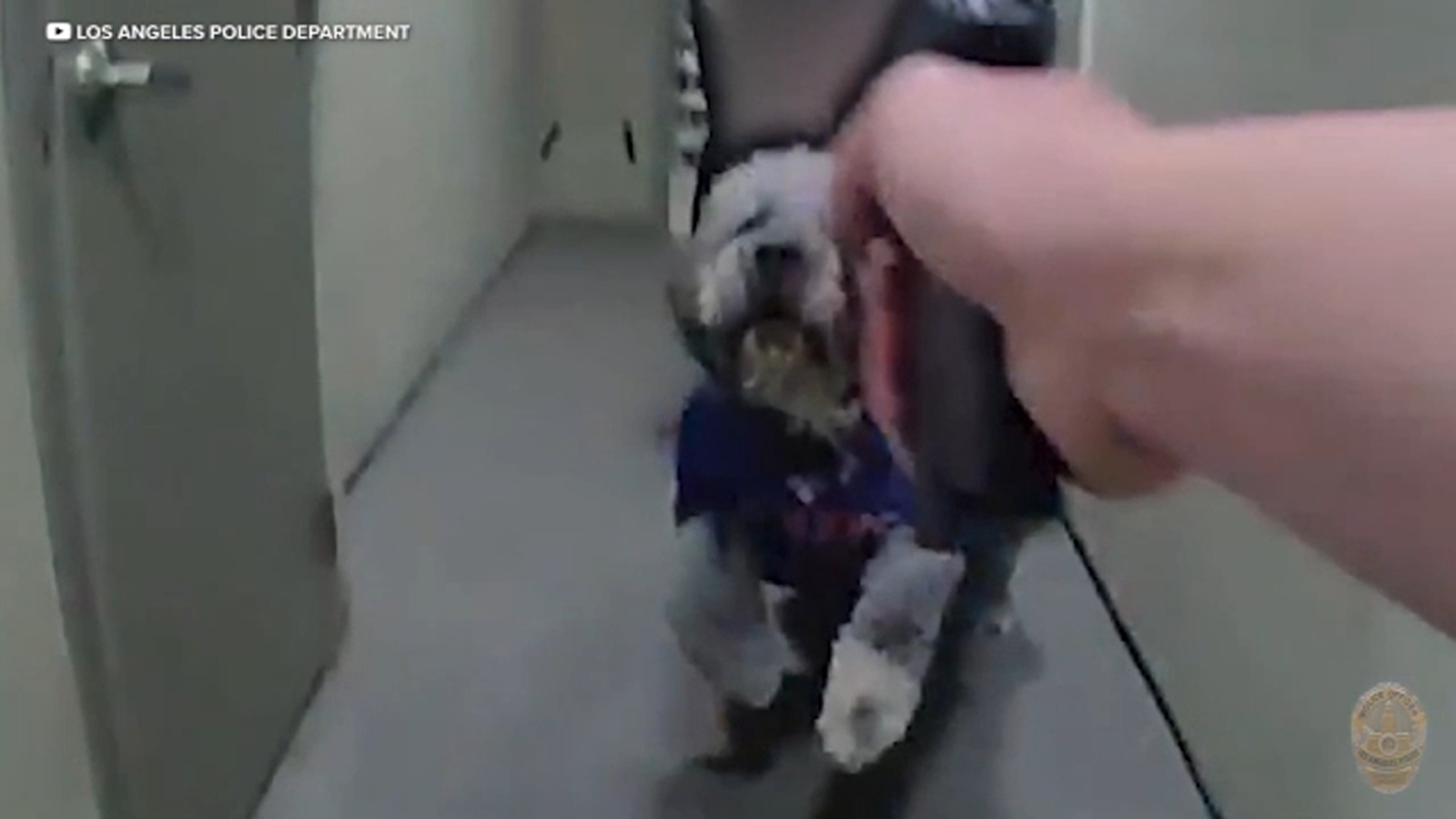 LAPD releases bodycam video showing moments before officer shoots and kills dog during Knicks celebration in Canoga Park LAPD releases bodycam video showing moments before officer shoots and kills dog during Knicks celebration in Canoga Park
