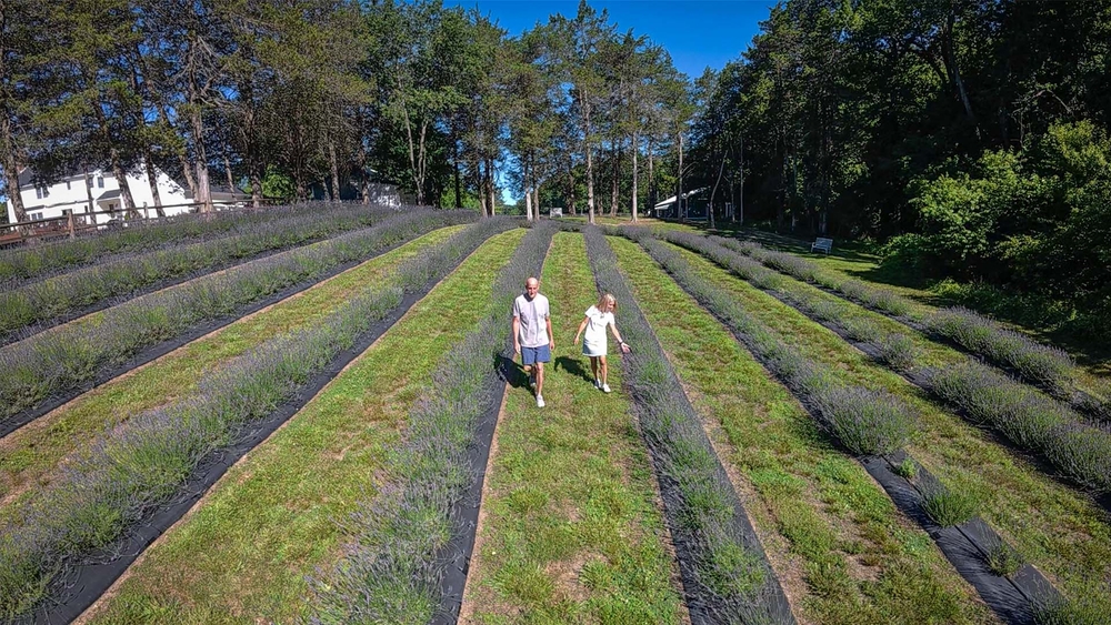 Lavender fields are blooming at South Jersey couple's farm