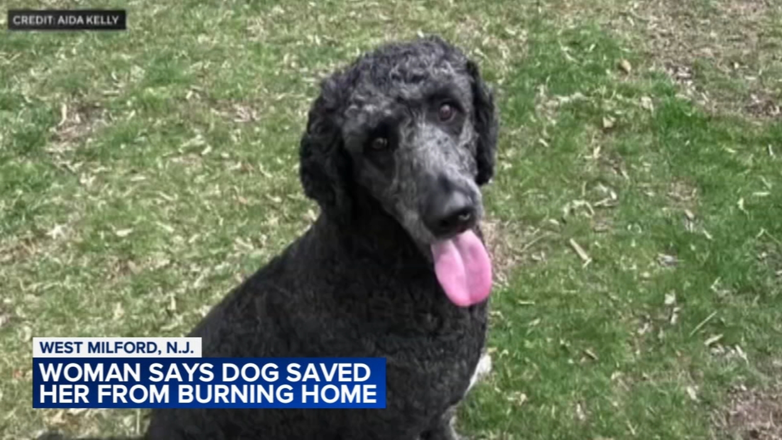 North Jersey homeowner saved from fire by pet poodle, "Squilliam"