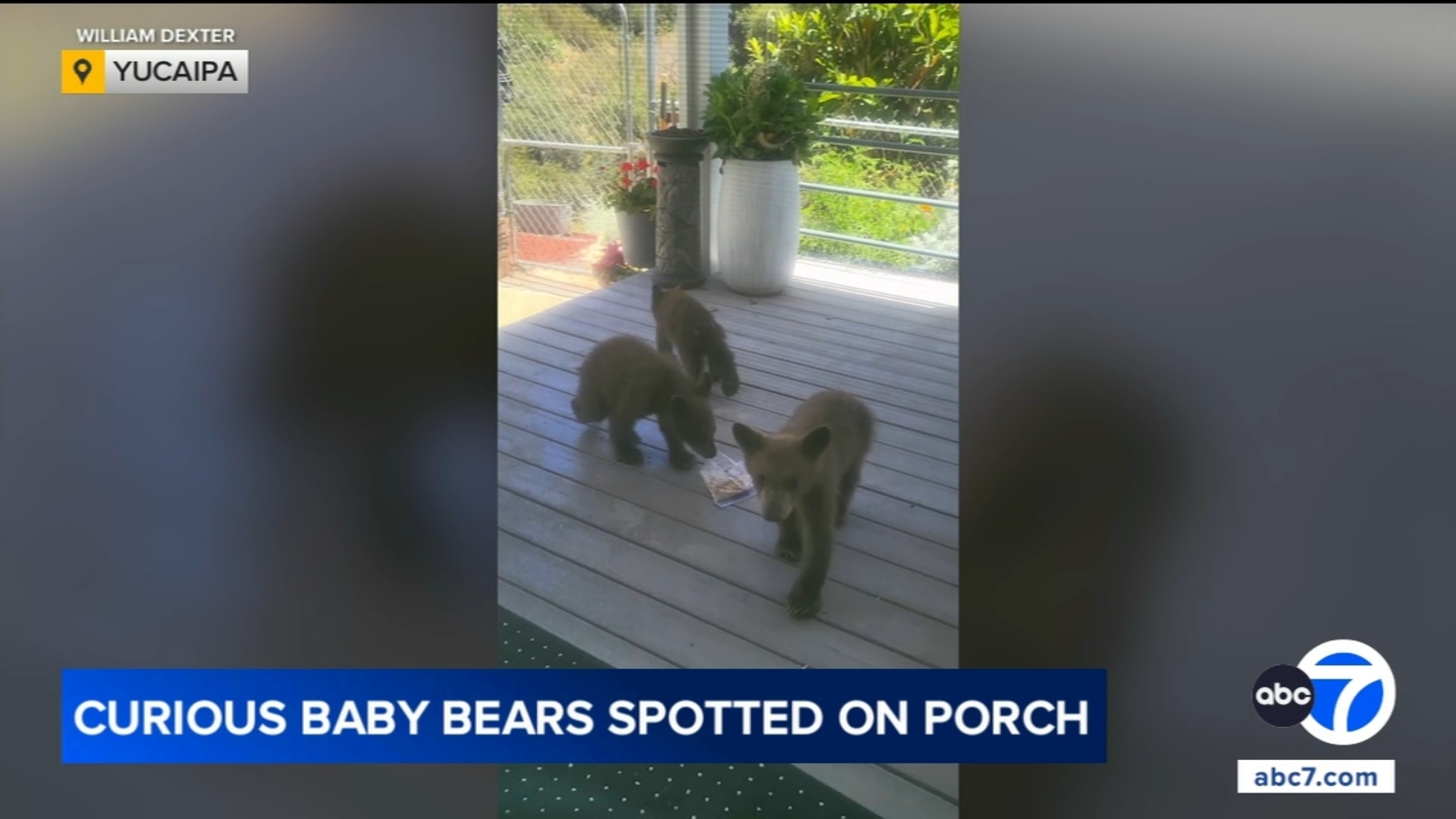 3 bear cubs wander into Yucaipa backyard – 7 video 3 bear cubs wander into Yucaipa backyard – 7 video
