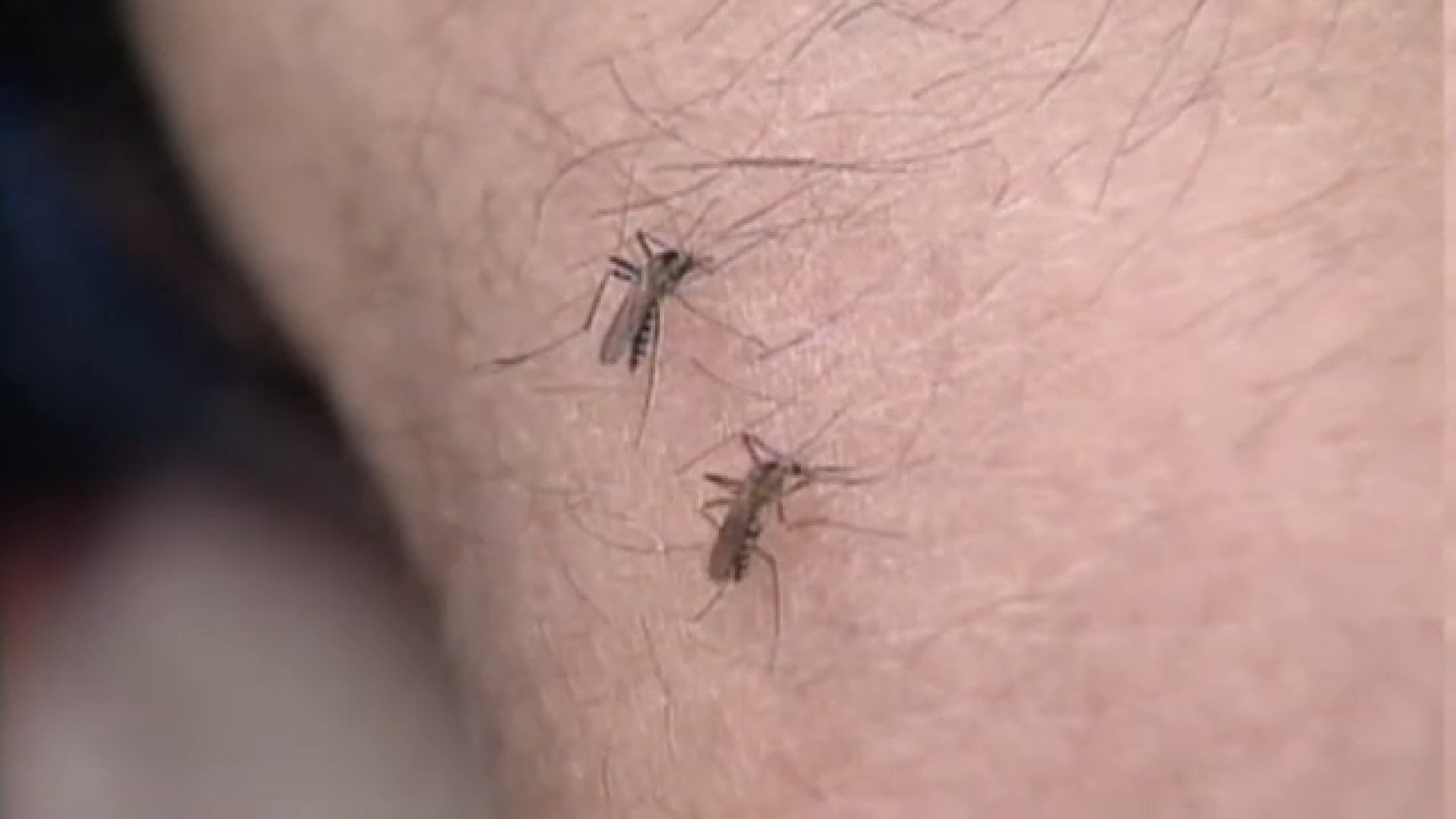 Aerial spraying begins in Fort Bend County after mosquito population grows to become public health emergency