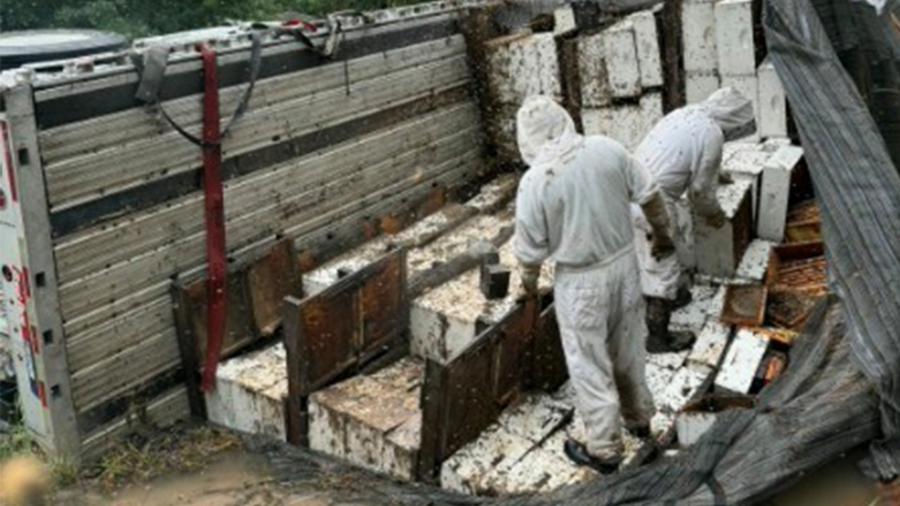 Workers move hives after a semitrailer carrying about 400 beehives toppled over, allowing millions of bees to escape into a rural neighborhood in Orange, Texas, on June 21, 2026.