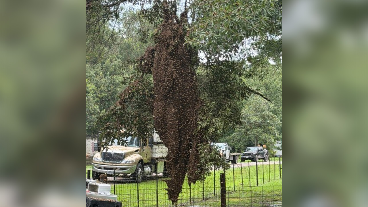 Bees are seen after a semitrailer carrying about 400 beehives toppled over, allowing millions of bees to escape into a rural neighborhood in Orange, Texas, on June 21, 2026.