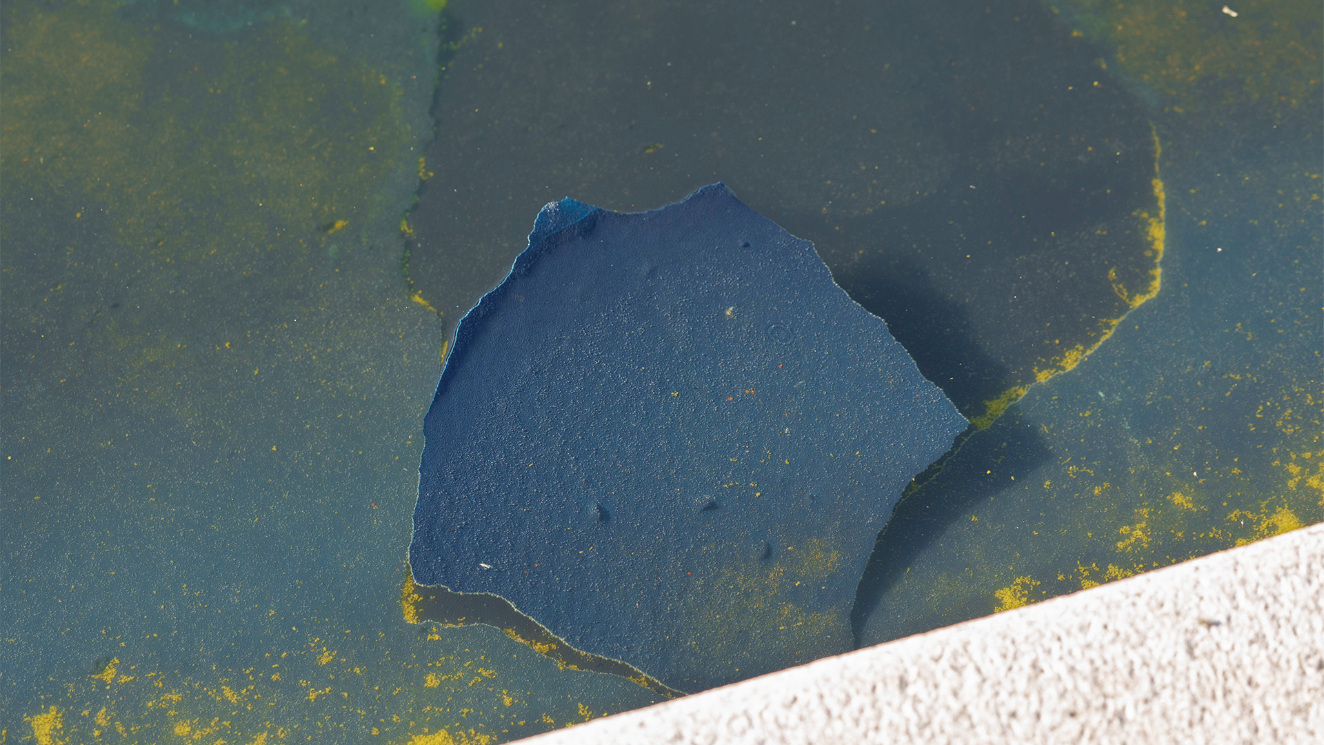 A piece of the blue coating floats among algae at the Lincoln Memorial Reflecting Pool Sunday, June 21, 2026, on the National Mall in Washington.