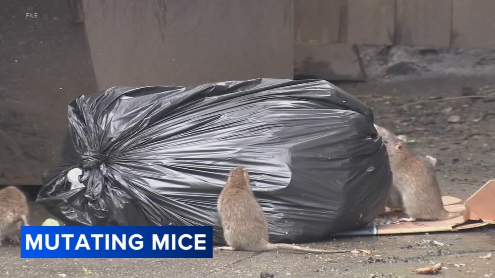 Mutating mice becoming growing problem in Philadelphia, researchers say