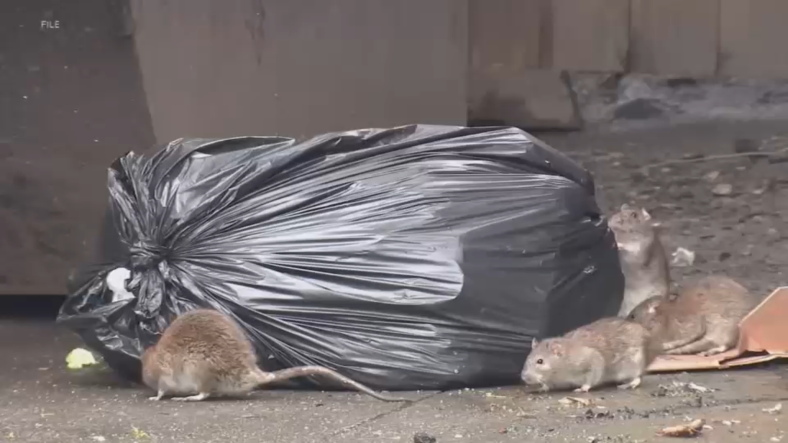 Mutating mice becoming growing problem in New York City, Rutgers researchers say - ABC7 New York