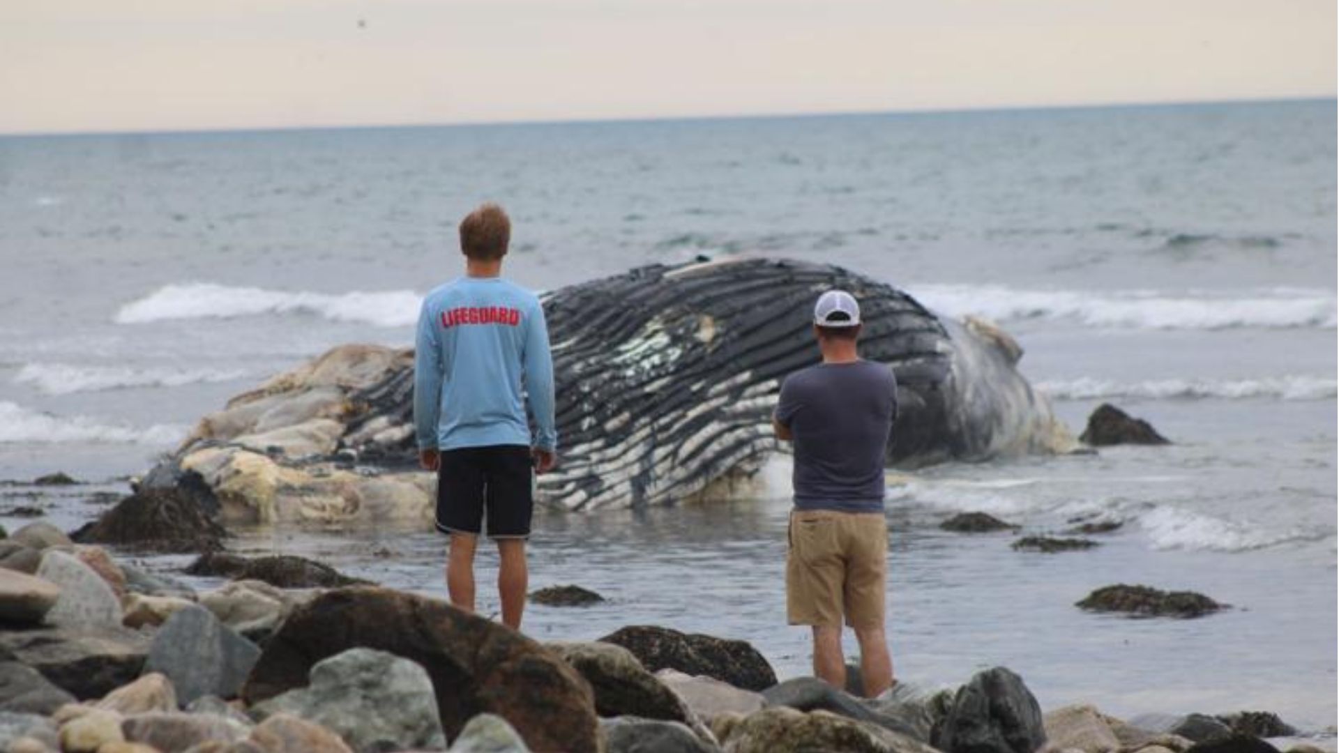 dead whale montauk long island new york