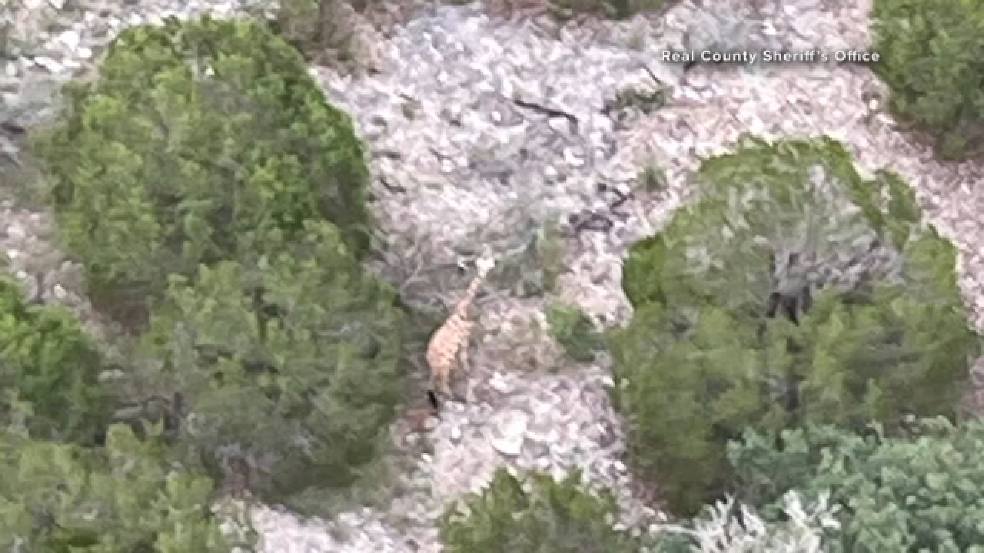 An aerial image shared by the Real County Sheriff's Office showed Gracie wandering the West Texas brush.