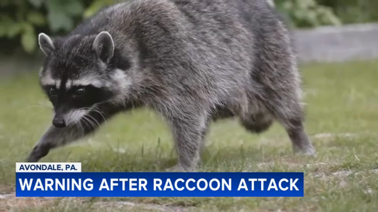 Chester County, Pa. woman recounts terrifying raccoon attack: 'He